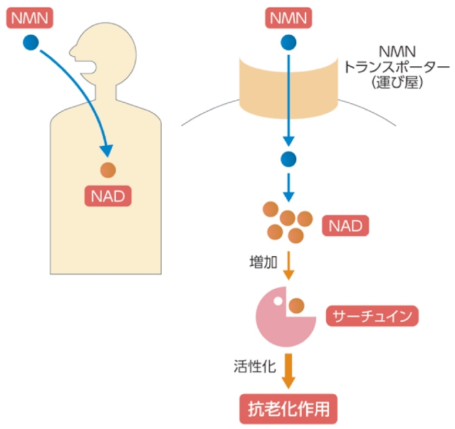 NMNは細胞内でNADに変換され、サーチュイン遺伝子がNADを利用して抗老化作用が活性化される