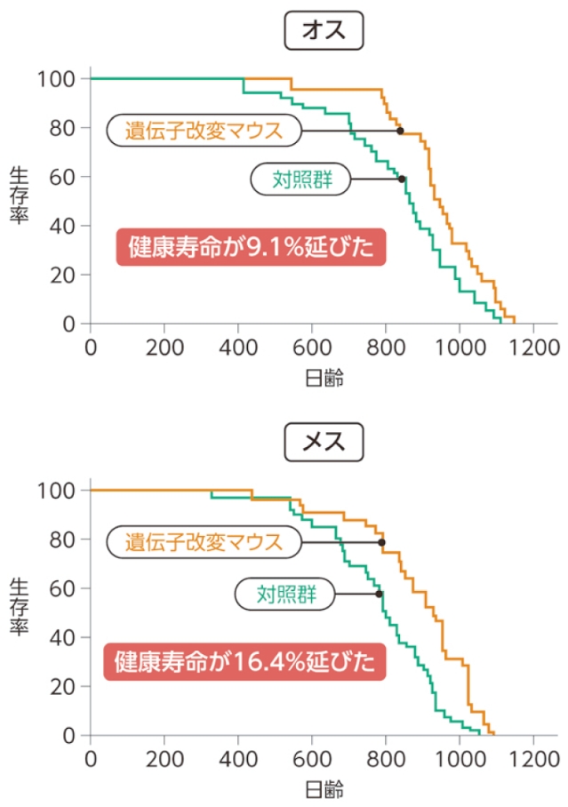 マウスの実験では、健康寿命がオスで9.1%、メスで16.4%延びた