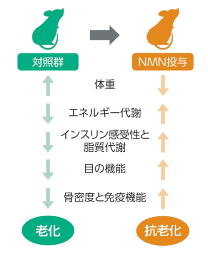 NMNを投与したマウスでは、体重の減少、代謝の向上、目の機能向上、骨密度と免疫機能の向上が見られた