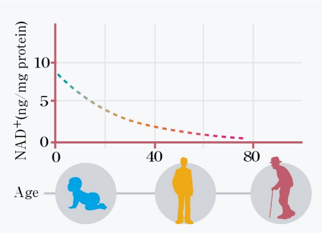 NADは加齢とともに減少する