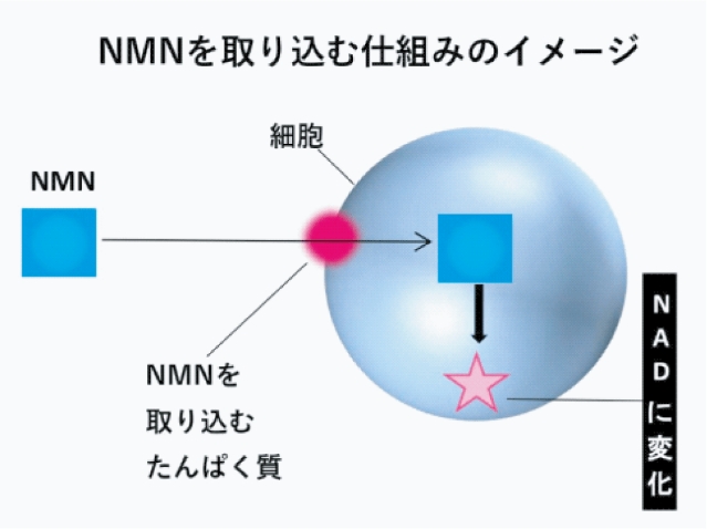 NMNを取り込む仕組みのイメージ